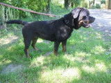 Jeune femelle de type Rottweiler robe fauve 2 ans 1/2 à adopter