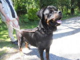 Jeune femelle de type Rottweiler robe fauve 2 ans 1/2 à adopter