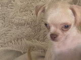 Chiot Chihuahua crème à vendre
