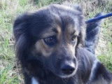 Ange,f emelle croisée Border Collie ???? En cours d'adoption ????