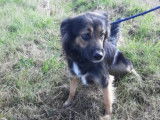 Ange,f emelle croisée Border Collie ???? En cours d'adoption ????