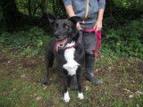 Femelle adulte croisée Border Collie robe noire et blanche 4 ans à adopter