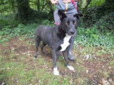 Femelle adulte croisée Border Collie robe noire et blanche 4 ans à adopter