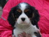 Chiots Cavalier King Charles Spaniel LOF à réserver