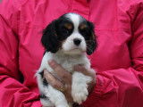 Chiots Cavalier King Charles Spaniel LOF à réserver