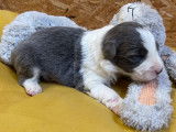Chiot Border Collie avec pedigree à vendre