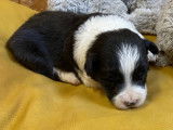 Chiot Border Collie avec pedigree à vendre