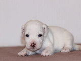 Chiots Jack Russel LOF à réserver