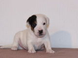 Chiots Jack Russel LOF à réserver