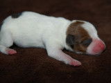 Chiots Jack Russel LOF à réserver