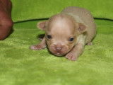 Chiots Chihuahua LOF cr&egrave;me &agrave; r&eacute;server