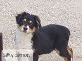 Silky Simon