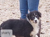 Sharly