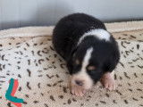 Chiots Berger Australien LOF à réserver