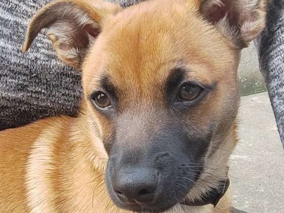 Saiyan - En cours d'adoption