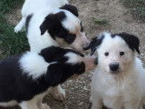 Chiots de type Border Collie &agrave; vendre (2 femelles & 1 m&acirc;le)