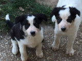 Chiots de type Border Collie &agrave; vendre (2 femelles & 1 m&acirc;le)