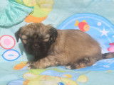 Chiots Lhassa Apso LOF à réserver