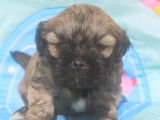 Chiots Lhassa Apso LOF à réserver