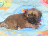Chiots Lhassa Apso LOF à réserver