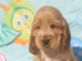 Chiots Cocker Anglais LOF &agrave; r&eacute;server