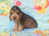 Chiots Cocker Anglais LOF &agrave; r&eacute;server