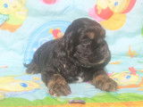 Chiots Americain Cocker Spaniel à placer
