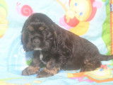 Chiots Americain Cocker Spaniel à placer