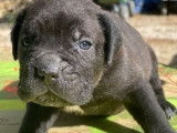 Chiots Cane Corso LOF à réserver