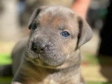 Chiots Cane Corso LOF à réserver