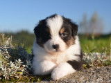 Chiots Berger Australien LOF à réserver