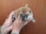 Chiots Shiba Inu LOF à réserver