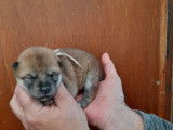 Chiots Shiba Inu LOF à réserver