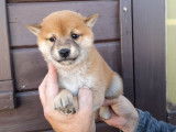 Chiots Shiba Inu LOF à réserver