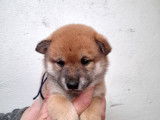 Chiots Shiba Inu LOF à réserver