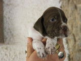 Chiots Braque Français de type Pyrénées à réserver