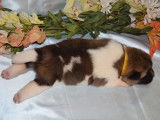 Paisibles chiots Akita Américain, LOF, à réserver pour le 25/11/2021