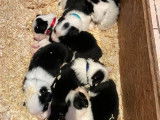 Chiots de race Border Collie à vendre (3 femelles & 1 mâle)
