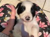 Chiots de race Border Collie à vendre (3 femelles & 1 mâle)