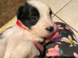 Chiots de race Border Collie à vendre (3 femelles & 1 mâle)