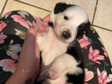 Chiots de race Border Collie à vendre (3 femelles & 1 mâle)