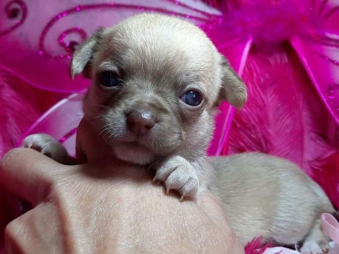Ravissante chiot femelle Chihuahua, LOF, disponible pour le 3 décembre 2021