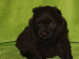 Rare chiot femelle Spitz Allemand Nain, LOF, couleur chocolat : disponibilit&eacute; le 30/11/2021
