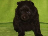 Rare chiot femelle Spitz Allemand Nain, LOF, couleur chocolat : disponibilit&eacute; le 30/11/2021