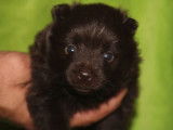 Rare chiot femelle Spitz Allemand Nain, LOF, couleur chocolat : disponibilit&eacute; le 30/11/2021