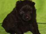 Rare chiot femelle Spitz Allemand Nain, LOF, couleur chocolat : disponibilit&eacute; le 30/11/2021