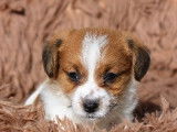 Chiots Jack Russel LOF &agrave; r&eacute;server