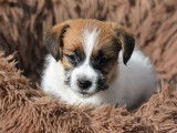 Chiots Jack Russel LOF &agrave; r&eacute;server