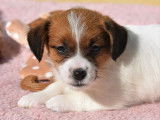 Chiots Jack Russel LOF &agrave; r&eacute;server