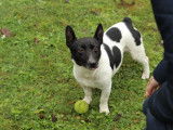 Lucky, Jack Russel à l'adoption